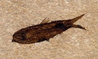 Eocene, fossil fish