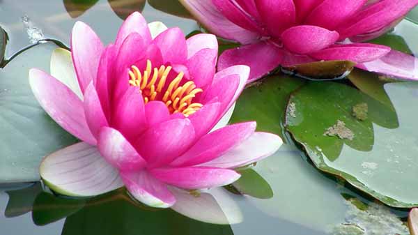 yoga symbols - lotus flower