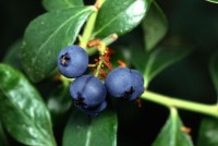 blueberries on plant close up