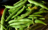 green beans fresh from the garden