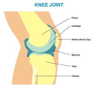 Knee Joint Cross Section - Showing the major parts