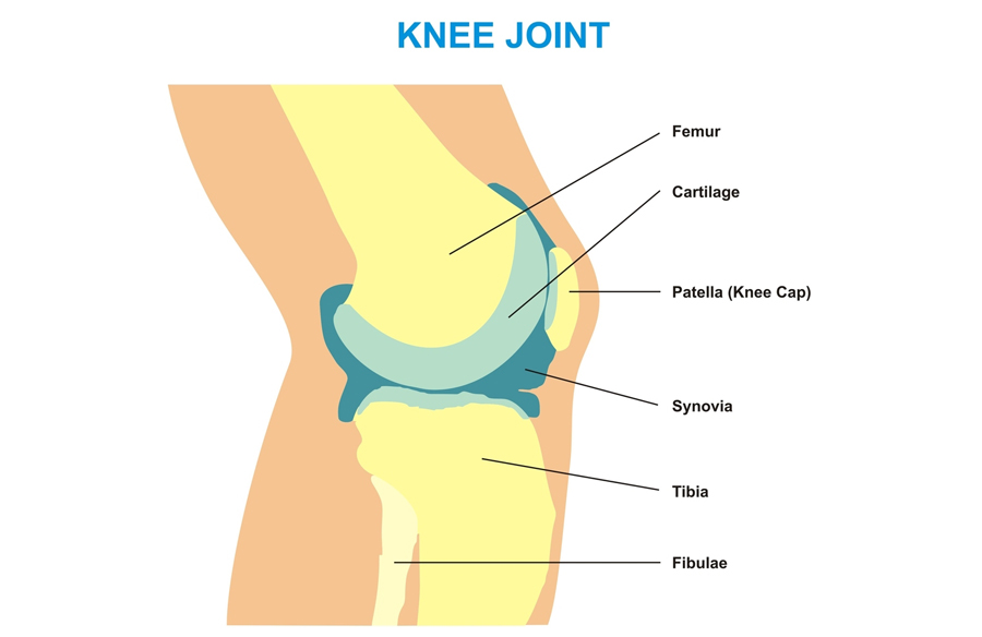 Knee Joint Cross Section