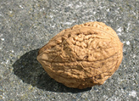 a-walnut-fruit-unopened_