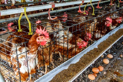 chickens in battery-cages
