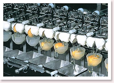 High-Quality-Egg-Breaking-Machine-for-Sale