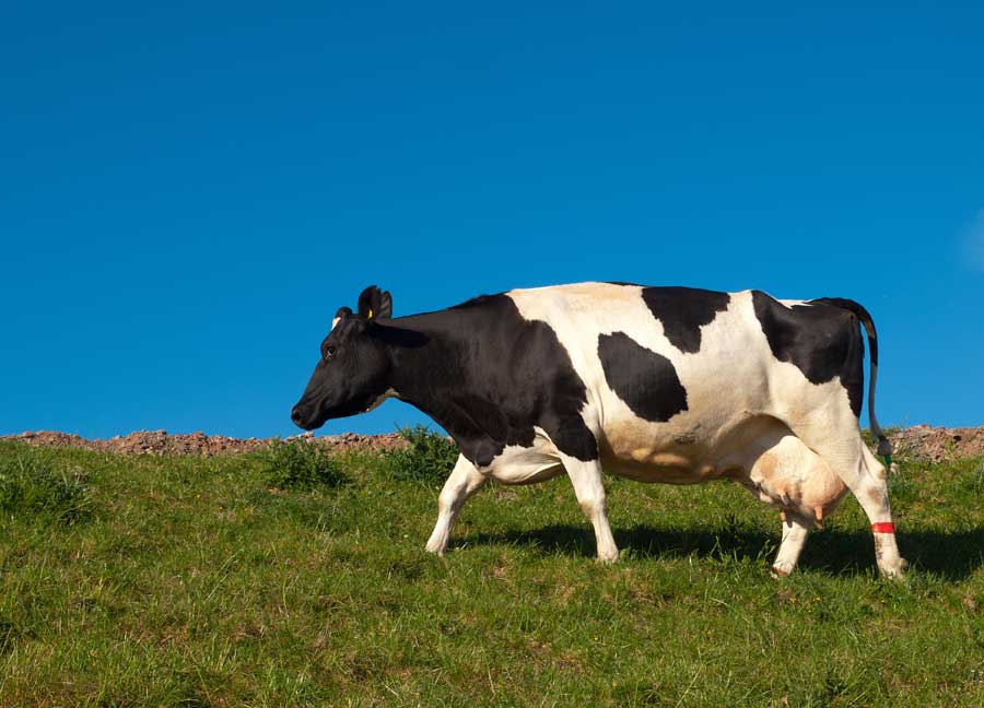 dairy cow in a field