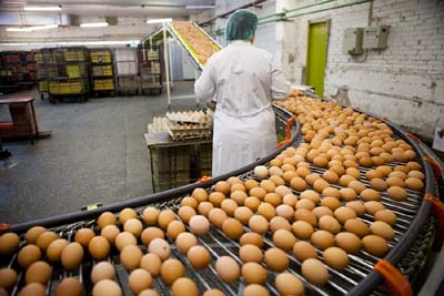 eggs-production-line